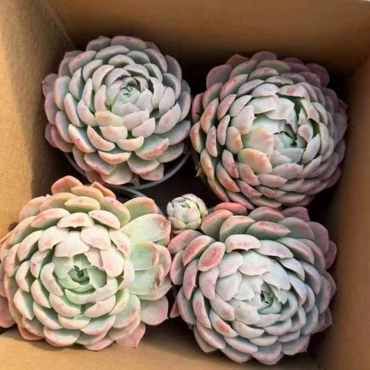 24057 Echeveria Snow Ball (12cm pot size)