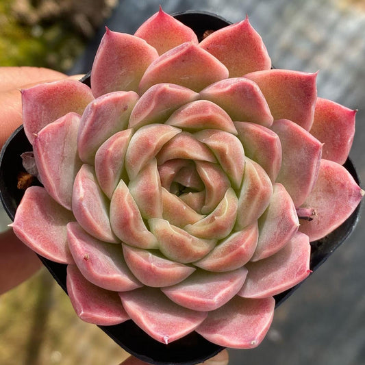 25742 Echeveria Fantasy Nebula (6.5cm pot size)