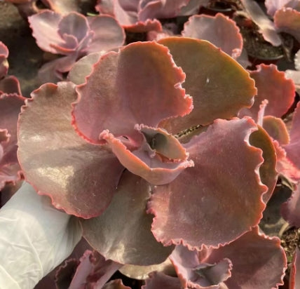 BL1095 Echeveria France Queen