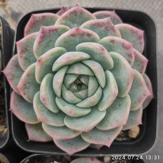 DWZ076 Echeveria Thick Star