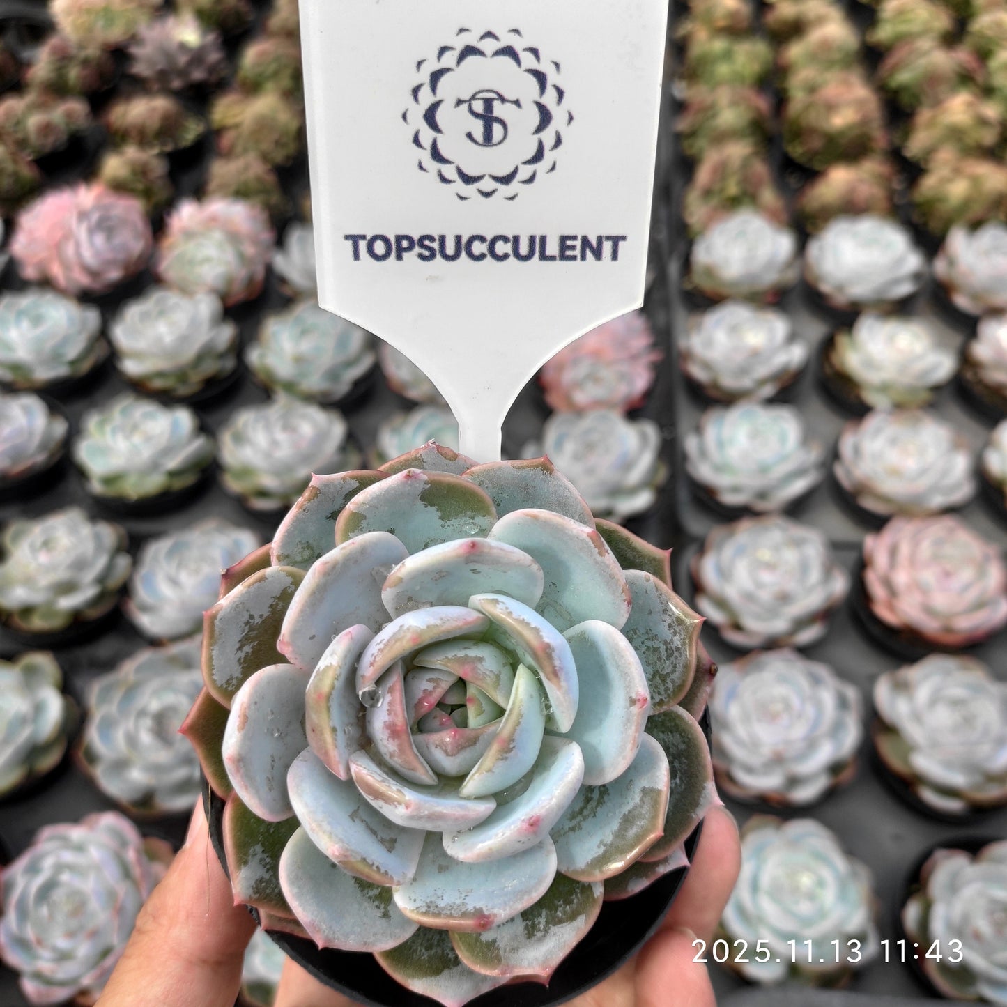 17081 Echeveria Purple Queen (9cm pot size)