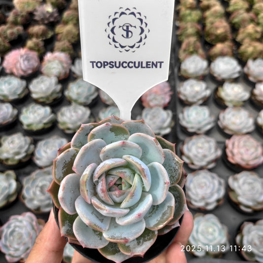 17081 Echeveria Purple Queen (9cm pot size)