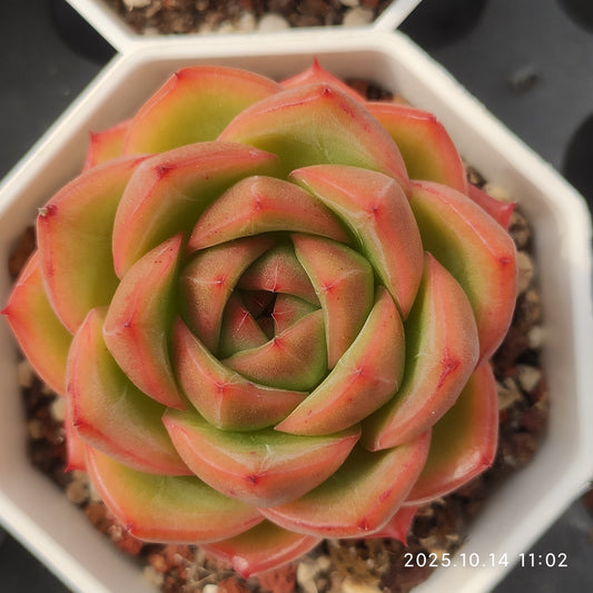 11703 Echeveria Purity (7cm pot size)