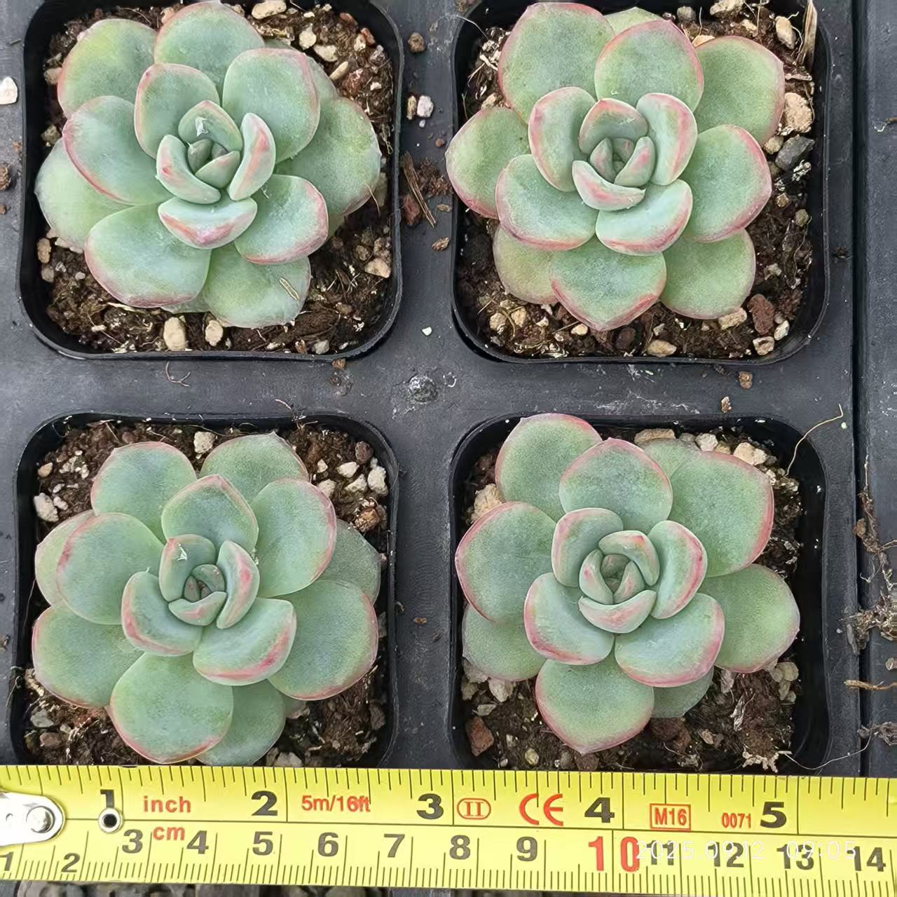 RDD282 Echeveria Amabille(6.5cm pot size)