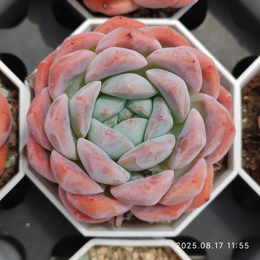 80562 Echeveria Ruby Ring (6.5cm pot size)