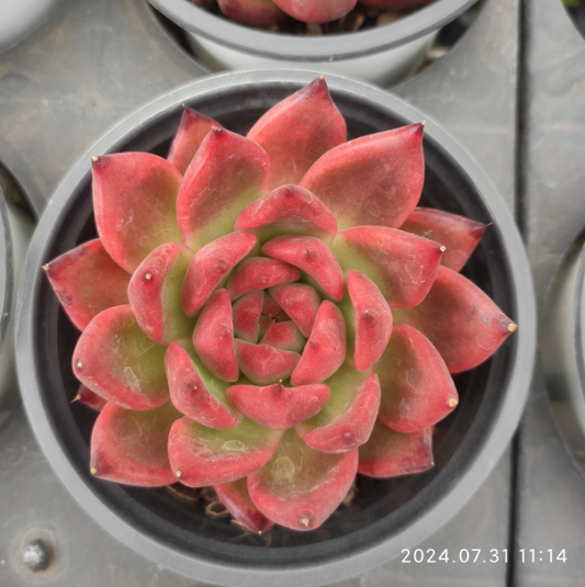 HM068 Echeveria Armstrong