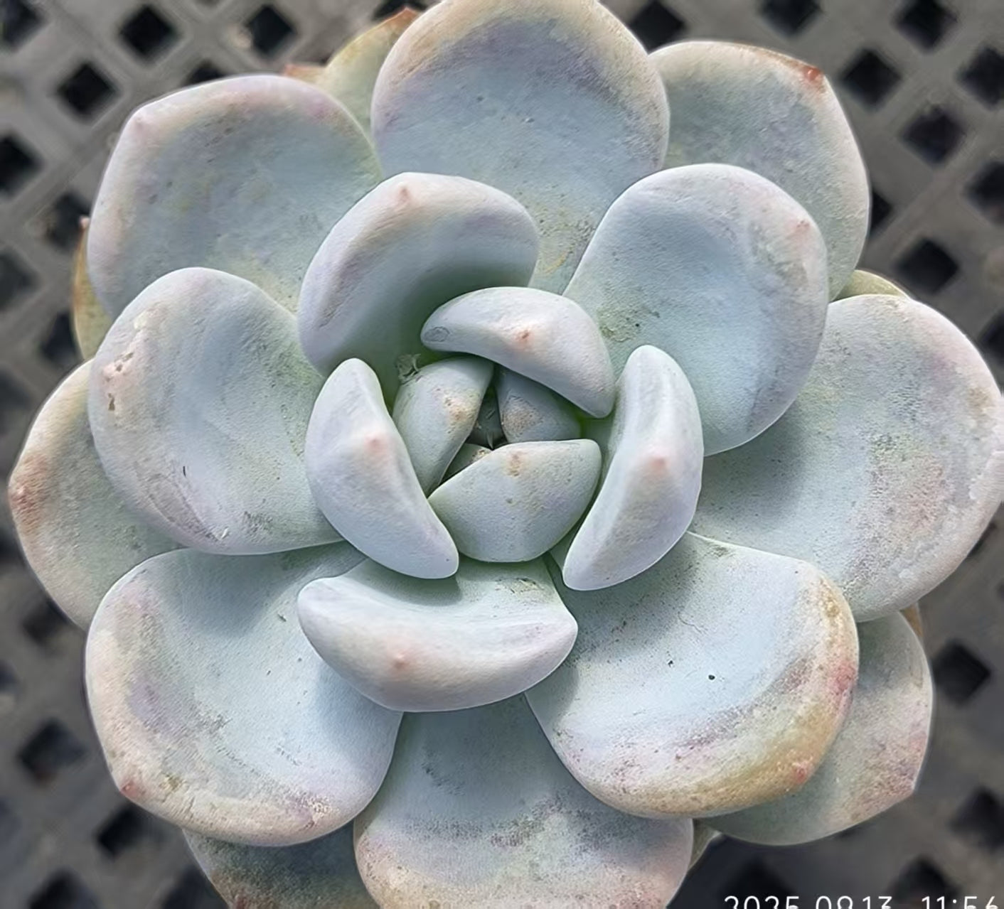 GR420 Echeveria Orange Monroe x Laui(6.5cm pot size)