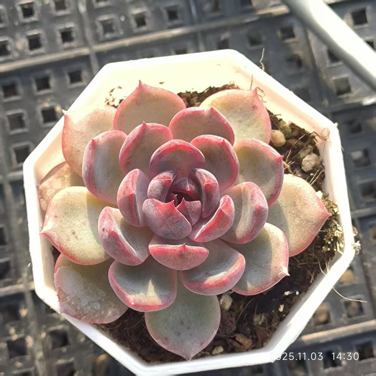 19519 Echeveria Cheese Blueberry (6.5cm pot size)