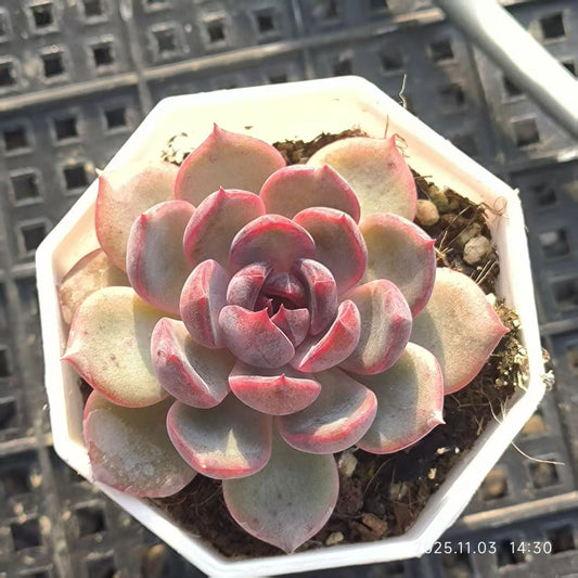 19519 Echeveria Cheese Blueberry (6.5cm pot size)