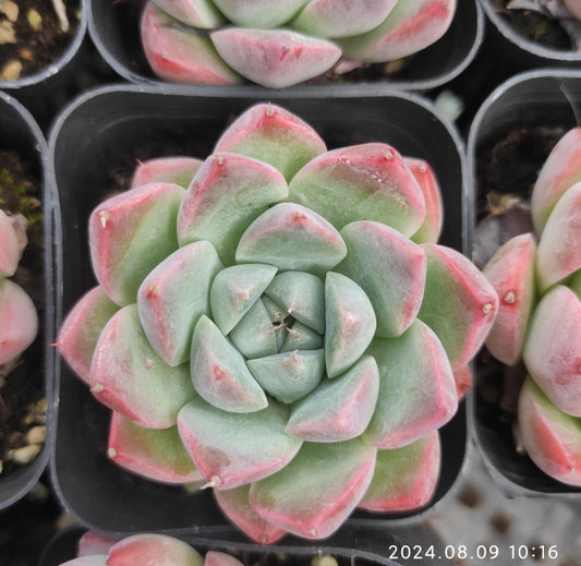 QN360 Echeveria Alba Beauty