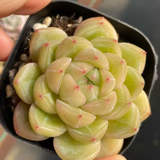 21869 Echeveria Yellow Ocean Star (6.3cm pot size)