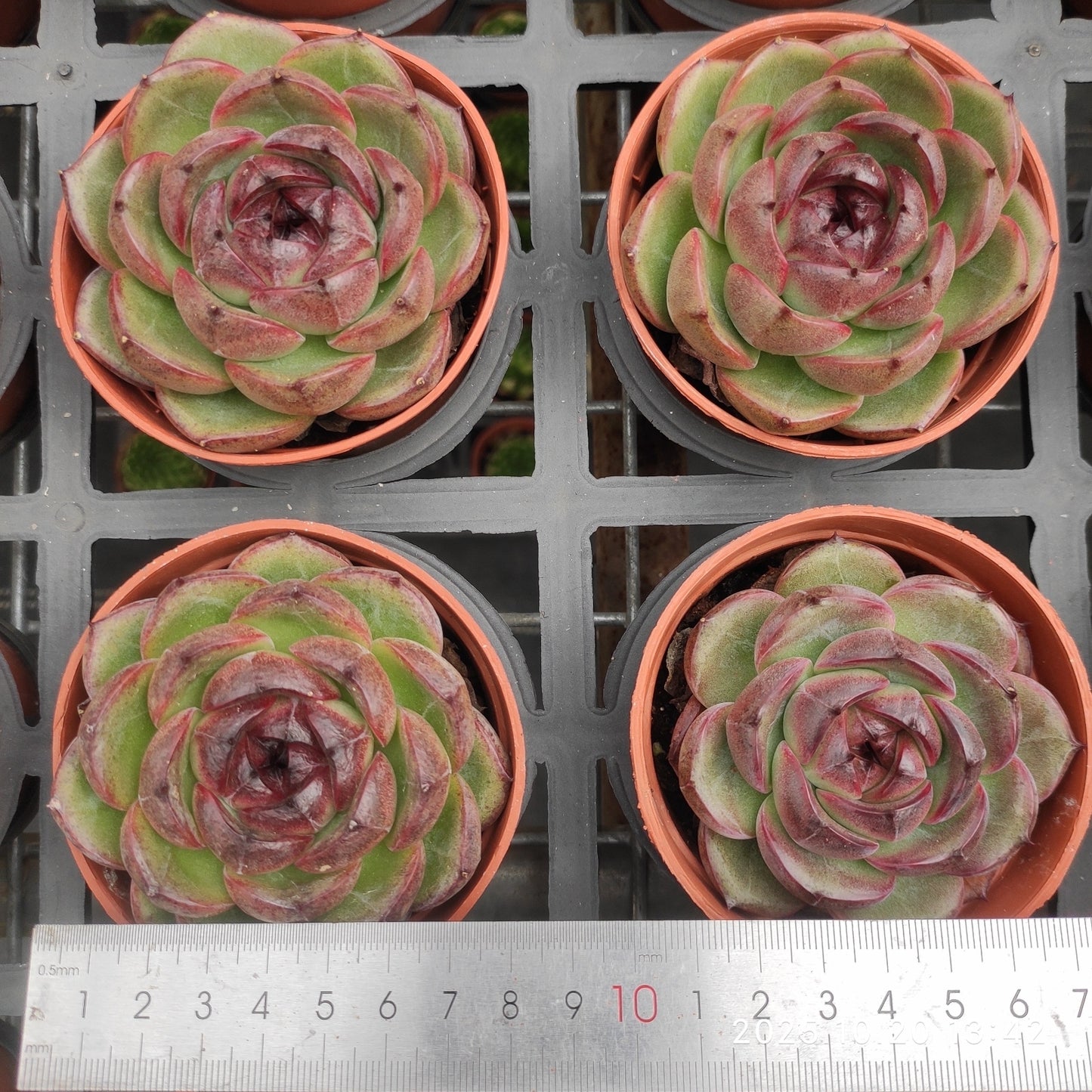 15494 Echeveria Black Rose Hyb (9cm pot size)
