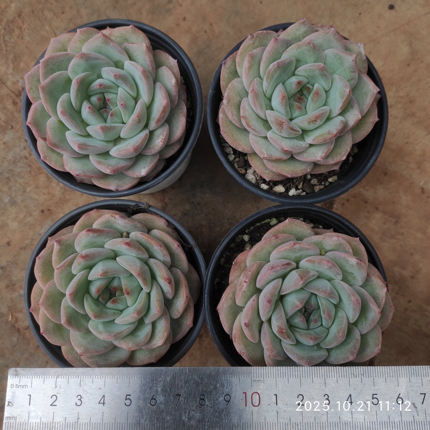 20726 Echeveria Strawberry Almond (9cm pot size)