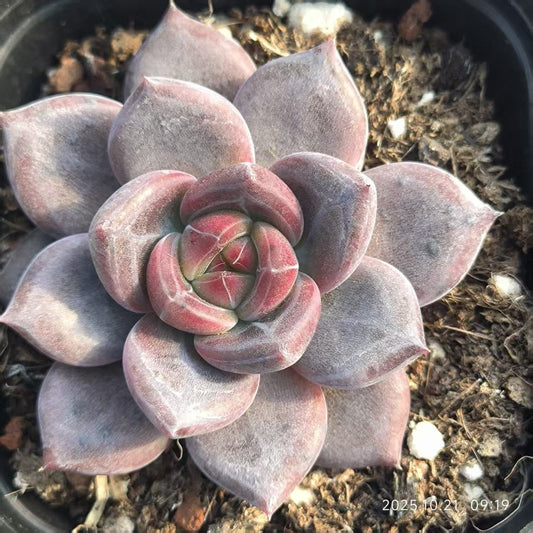 4393 Echeveria Dare Devil (5cm pot size)