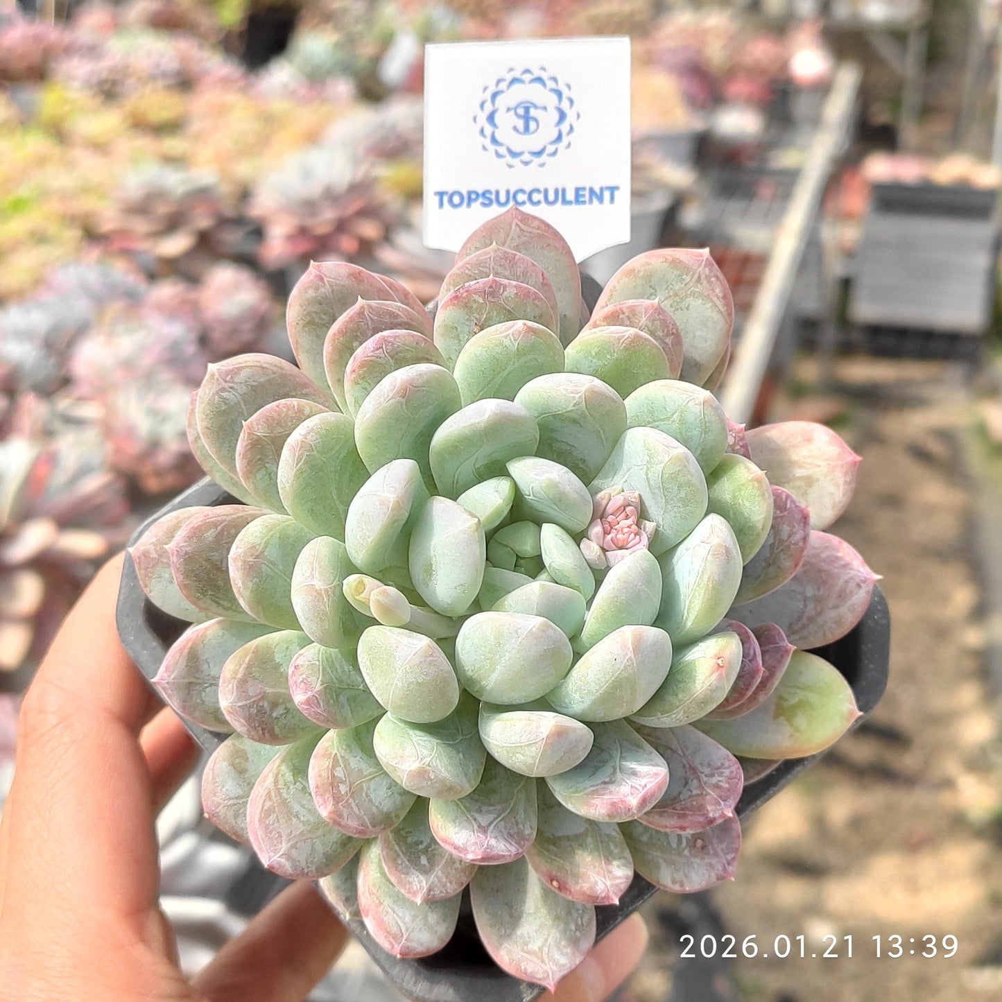 22511 Echeveria Patek Emerald (9cm pot size)