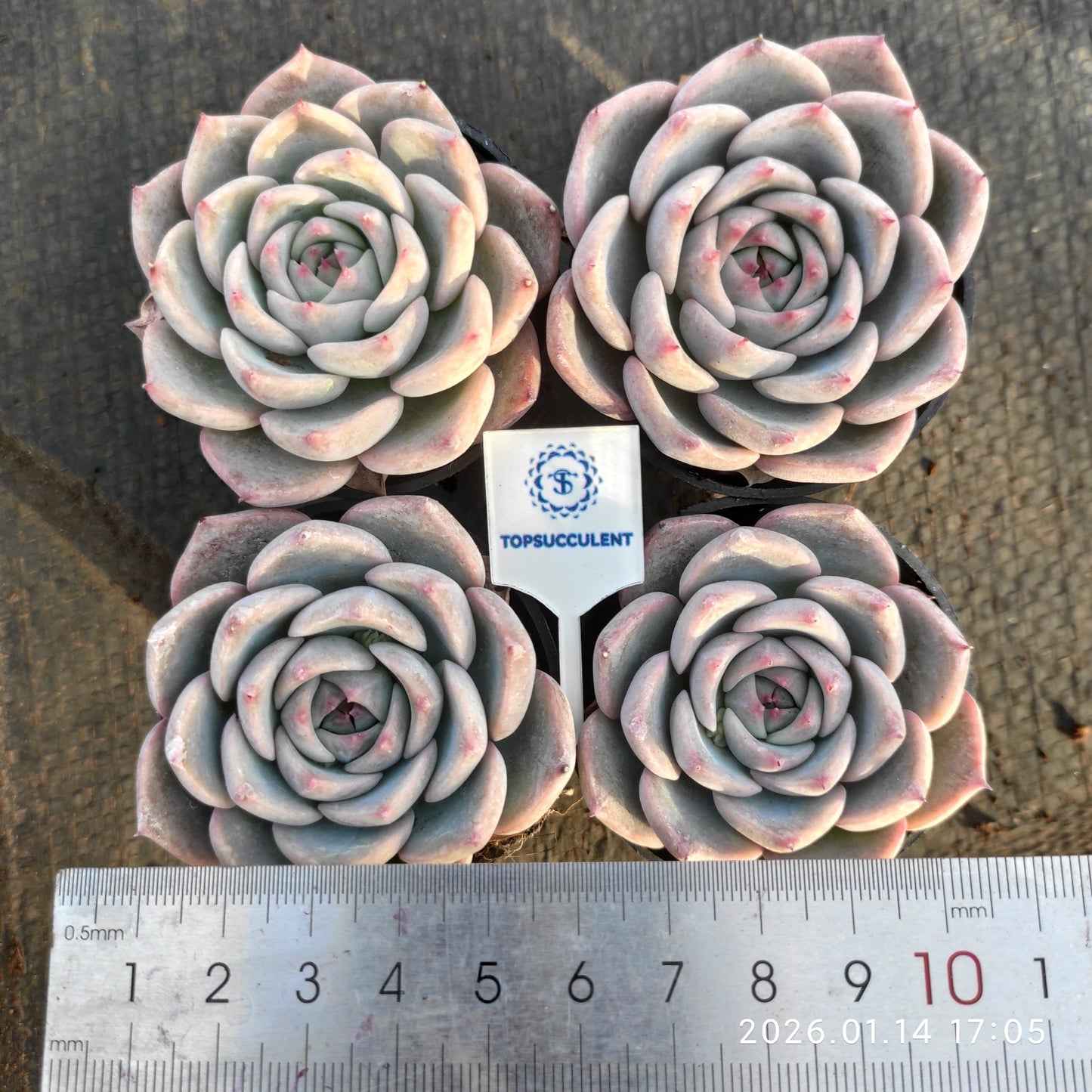 19247 Echeveria Caroline (5.5cm pot size)