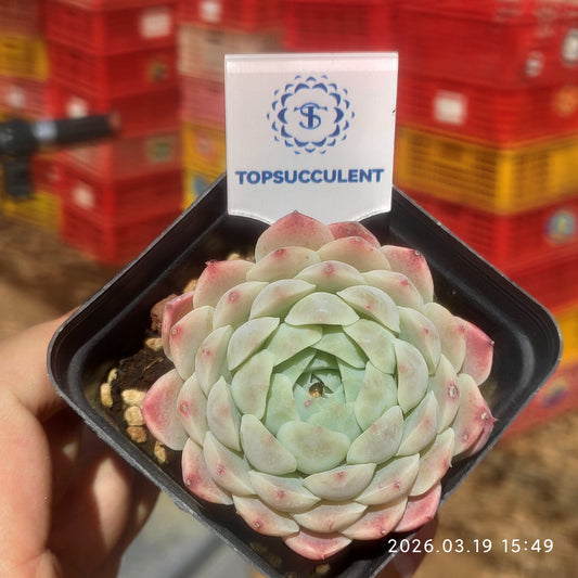 18907 Echeveria Cabela (7cm pot size)