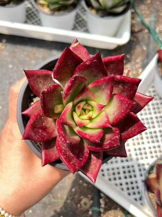 24060 Echeveria Roca (11cm pot size)