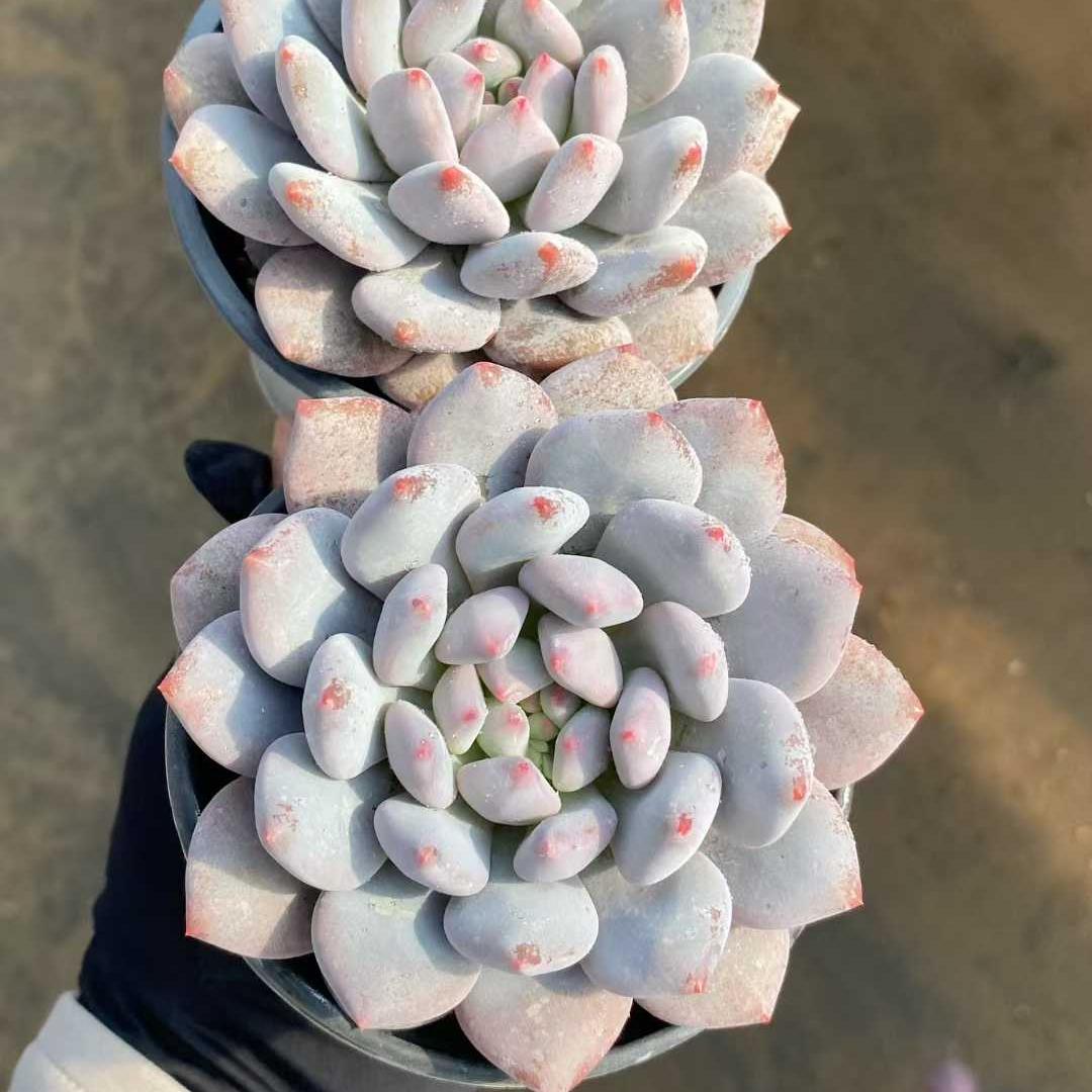 13884 Echeveria Half Summer (9cm pot size)