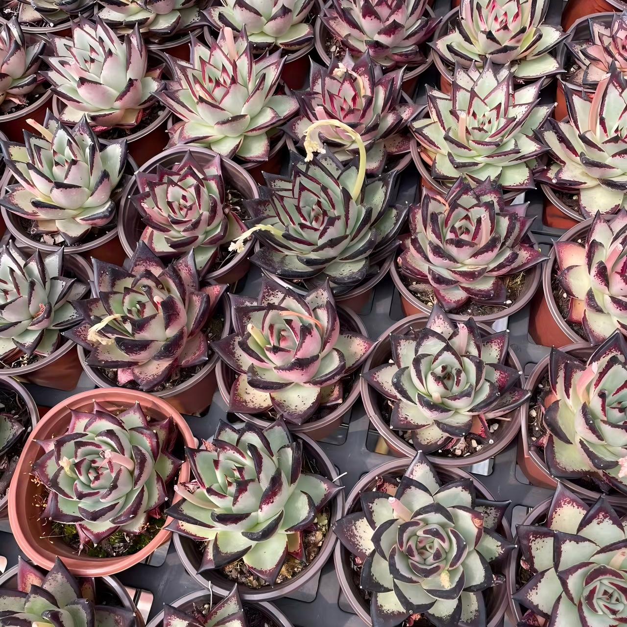 25929 Echeveria Dark Lord (9cm pot size)
