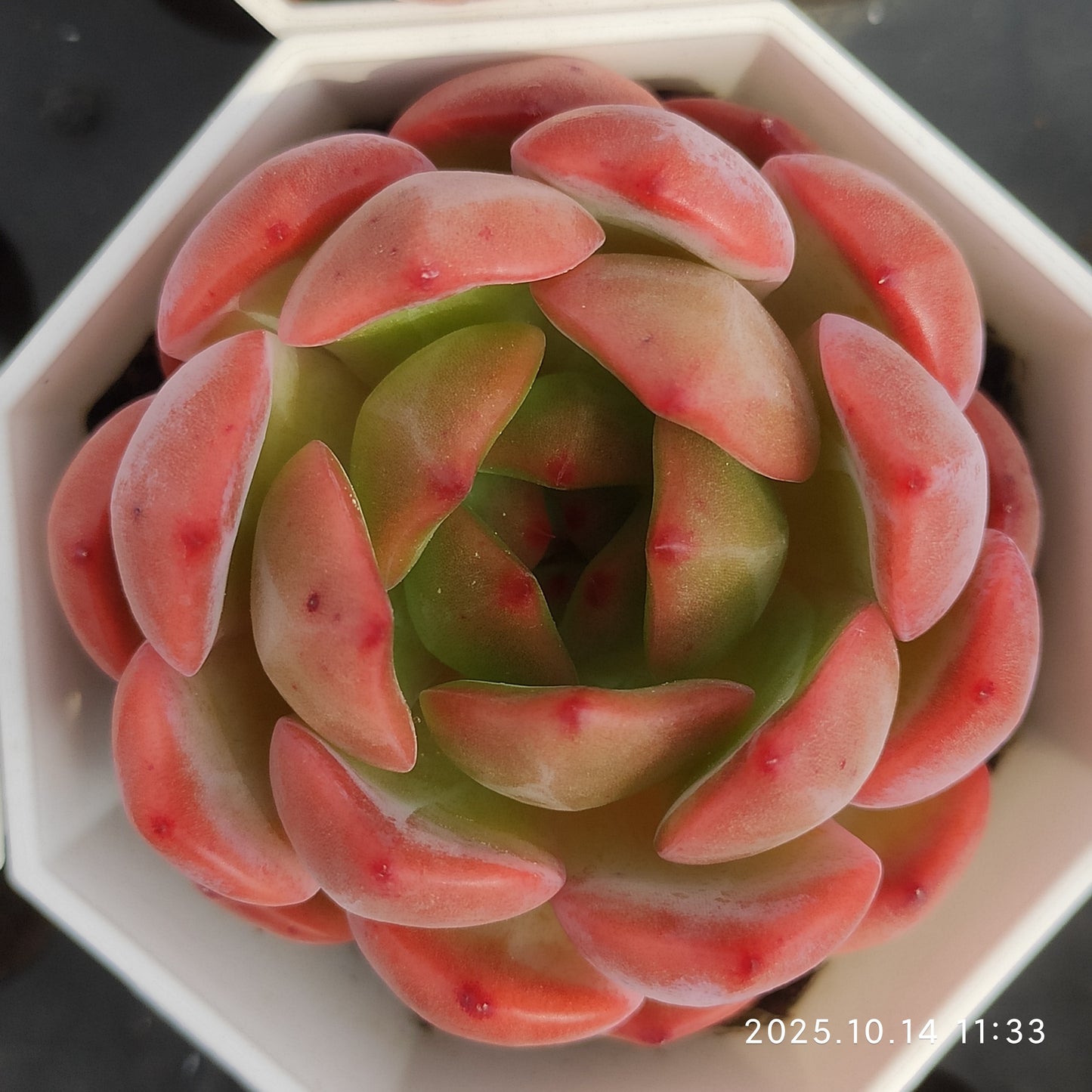 21537 Echeveria Red Monroe (7cm pot size)