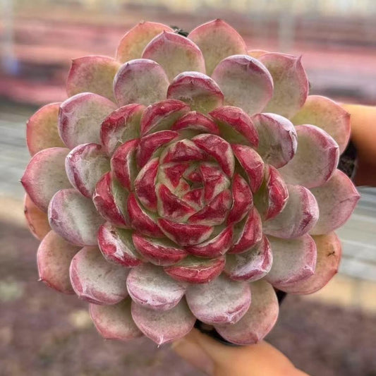 23435 Echeveria Heartless Princess (7cm pot size)
