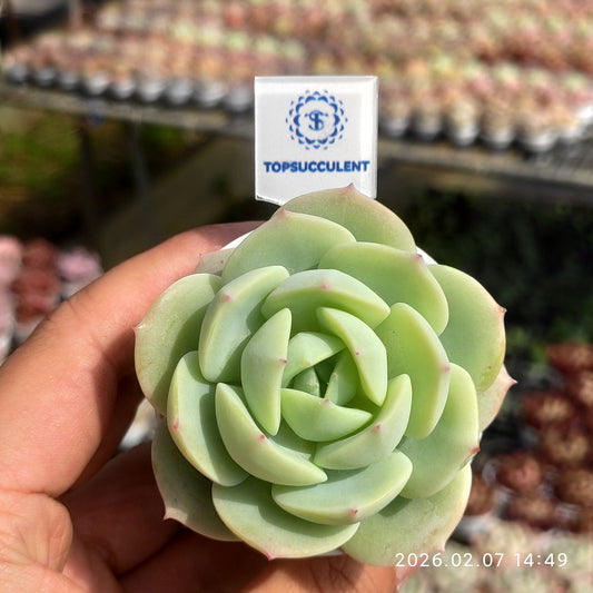 11555 Echeveria Love Tune (5.5cm pot size)