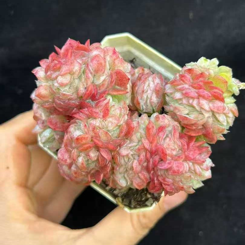 21950 Echeveria Lemon Berry Cristata (7cm pot size)