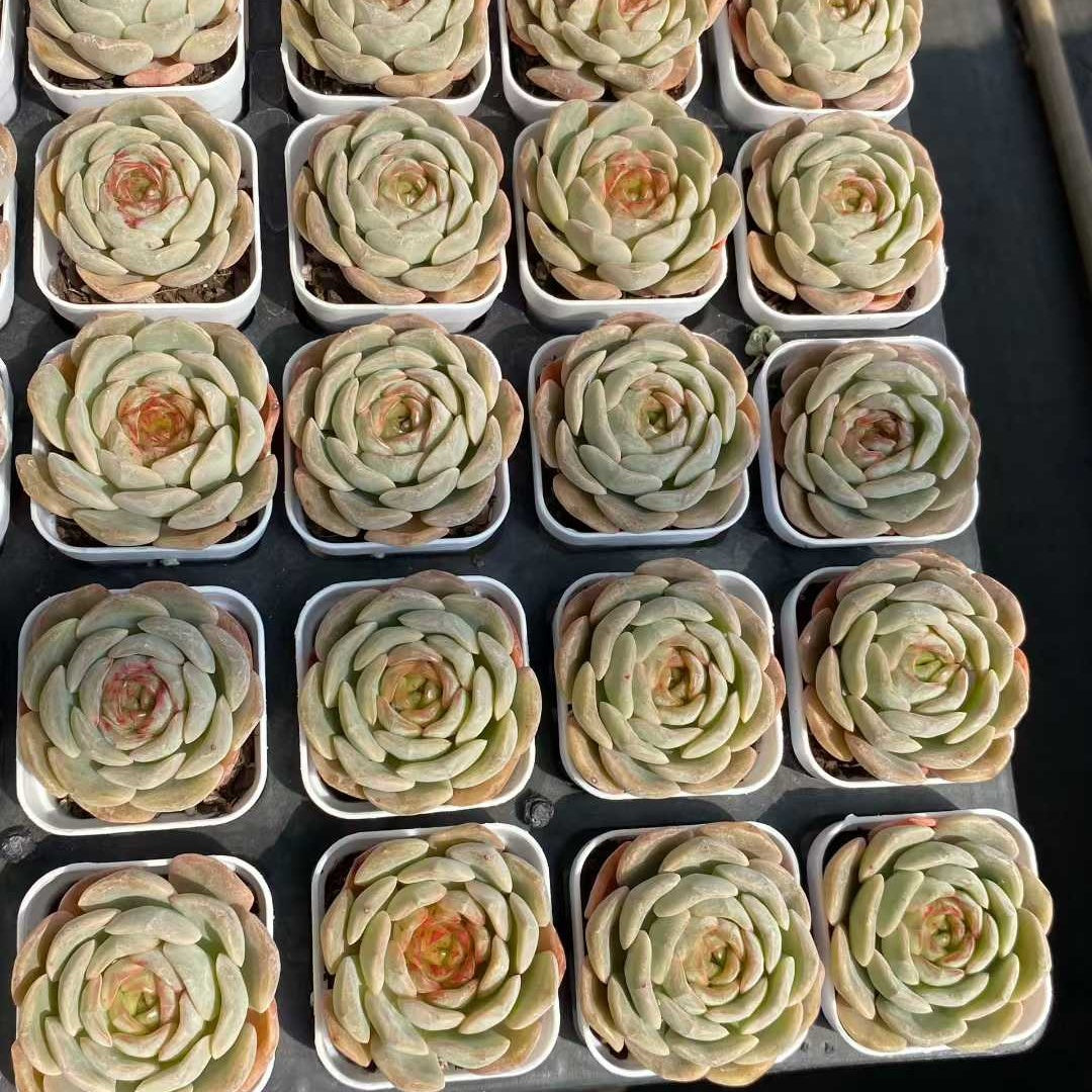 ごえん TOPSUCCULENT 10個 24927 スーパー ミルクHyb 多肉植物 エケベリア