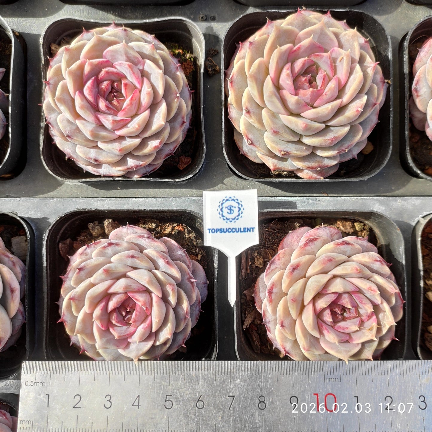 25602 Echeveria Purple Granada (6.5cm pot size)