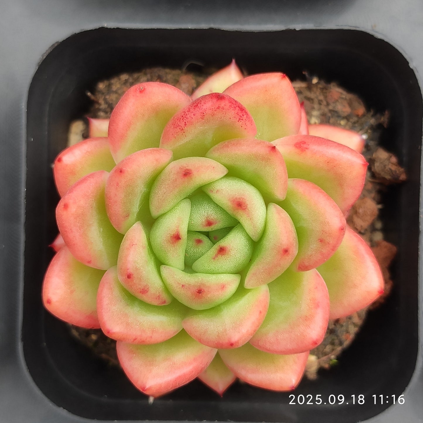 LMM329 Echeveria Red King(6.5cm pot size)