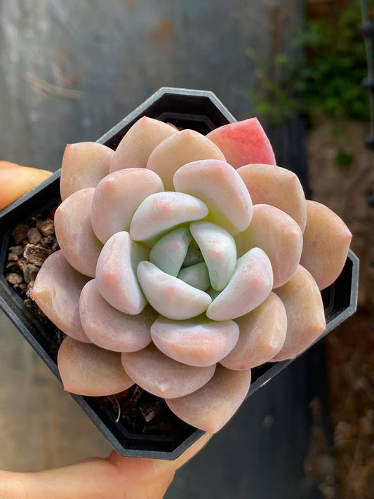 360092 Echeveria Miss Sweetheart (7cm pot size)