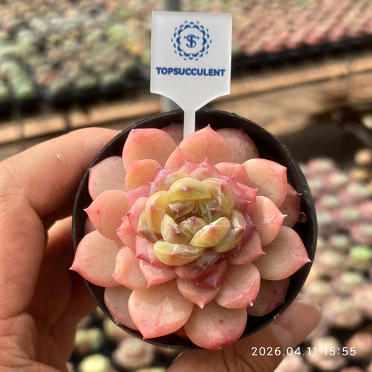 361500 Echeveria Warm Glow (6cm pot size)
