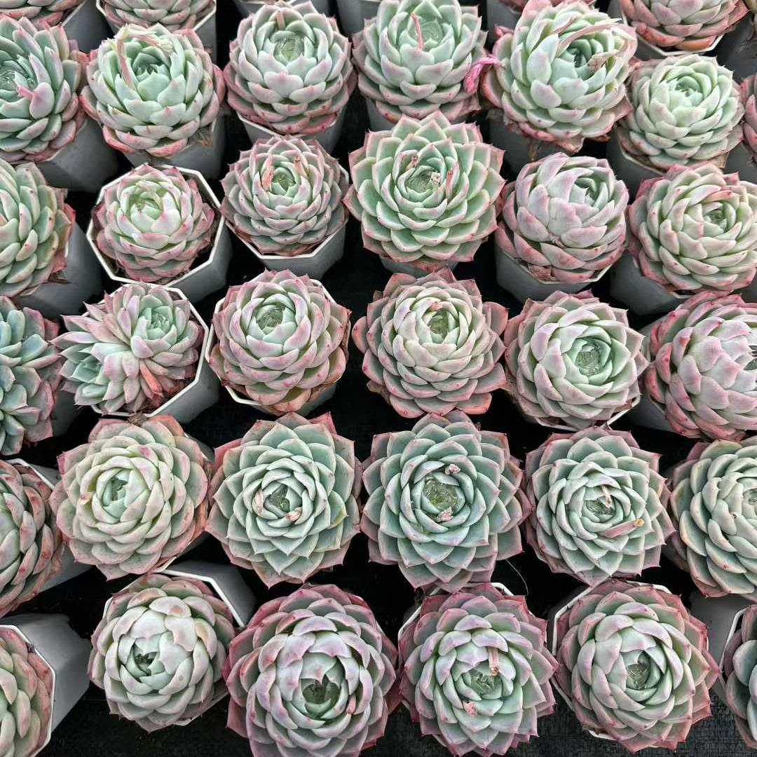 360180 Echeveria Alone Star (7cm pot size)