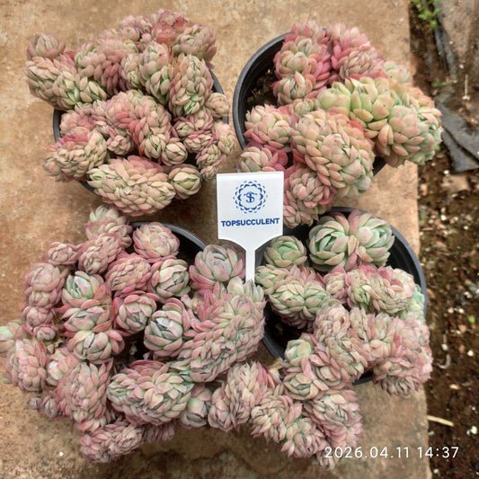 361451 Echeveria Berry Cristata (9cm pot size)