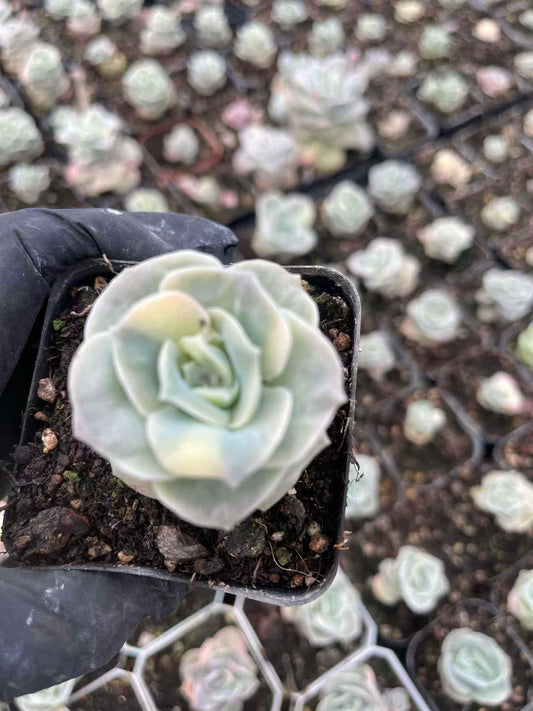 264580 Echeveria Lovely Rose Variegated (7cm pot size)
