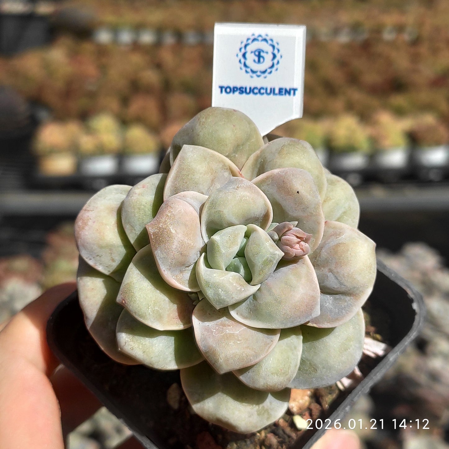 22516 Echeveria Lovely Rose Drops (7cm pot size)
