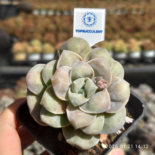 22516 Echeveria Lovely Rose Drops (7cm pot size)