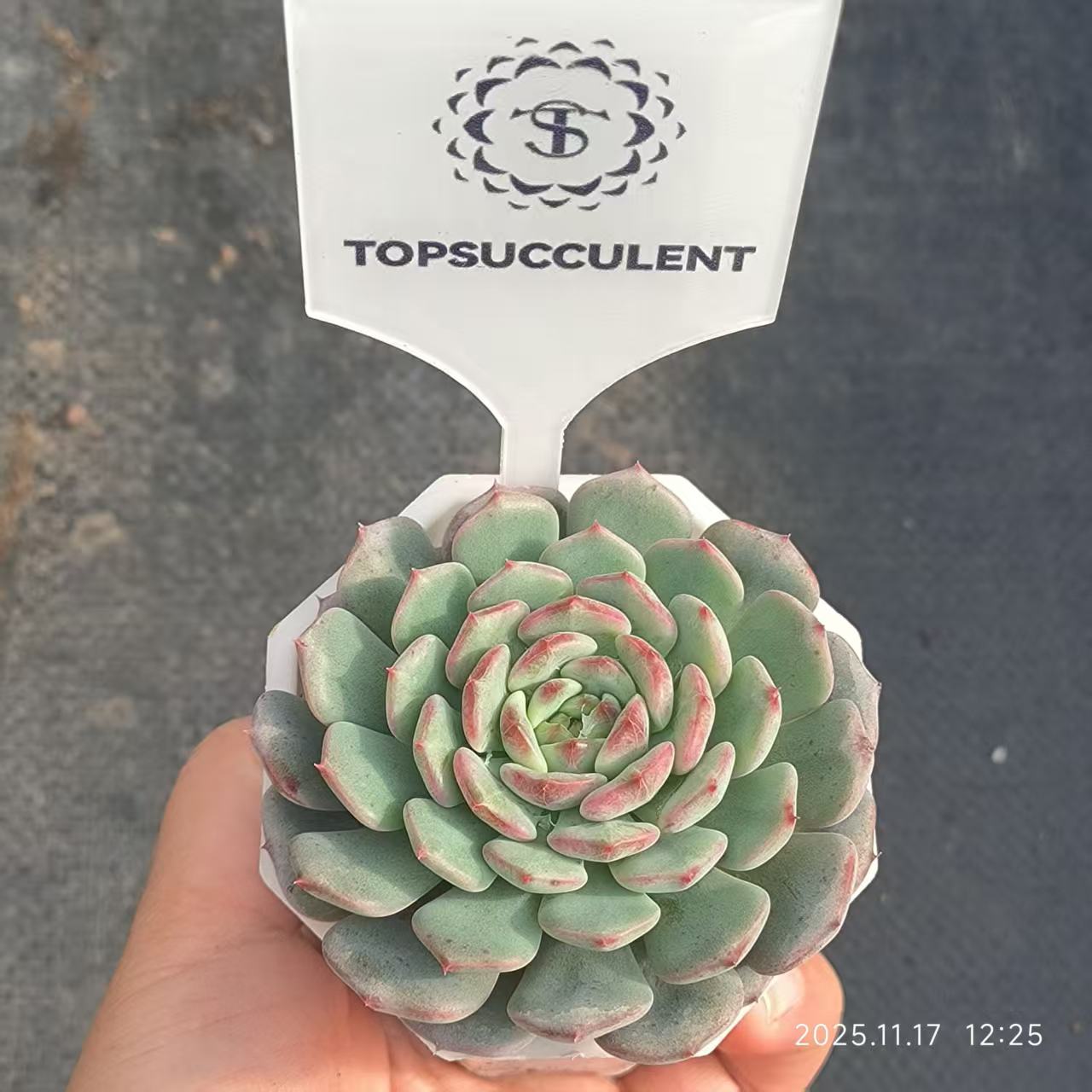 7210 Echeveria White Fat (6.5cm pot size)