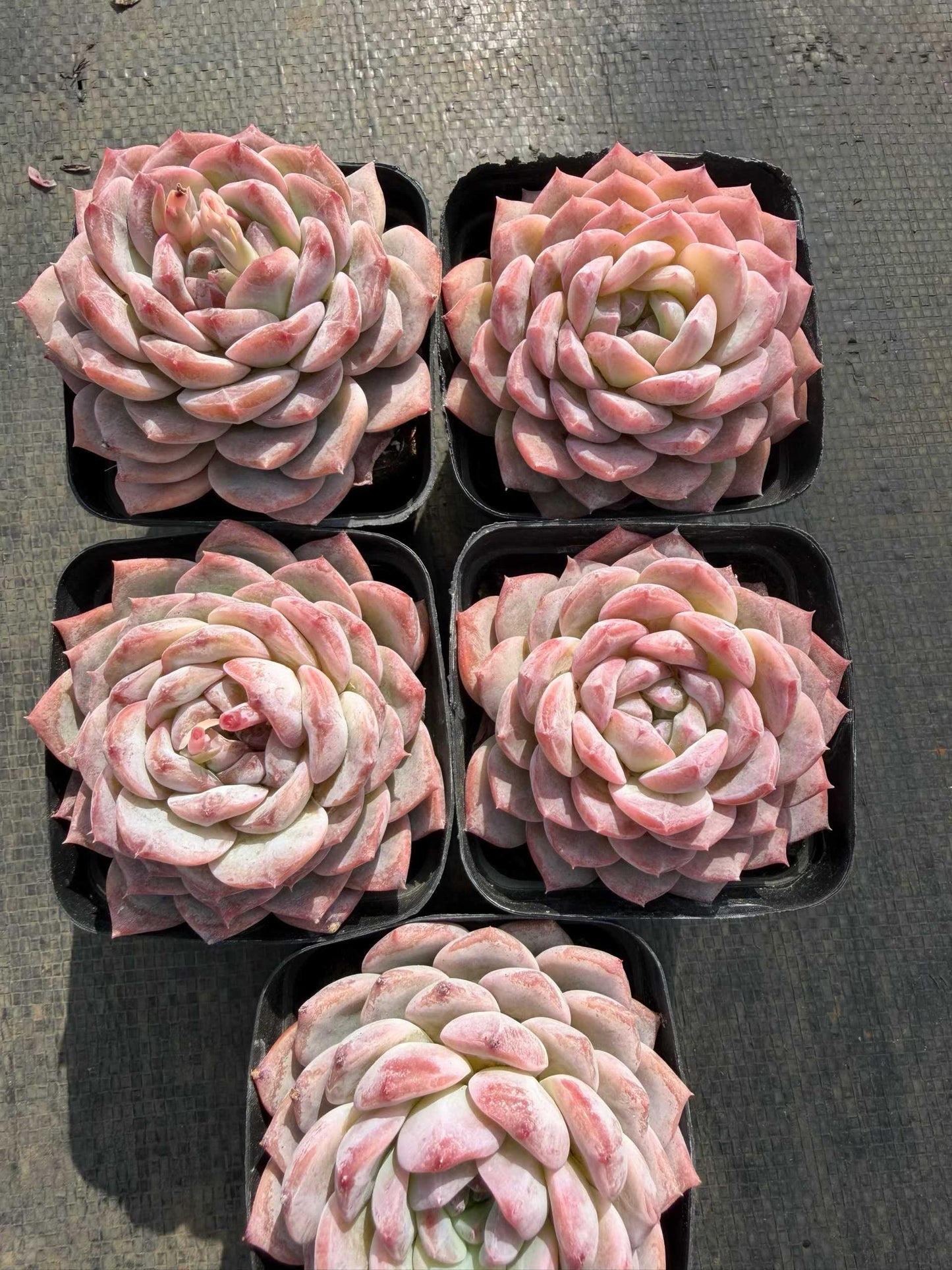9000 Echeveria Sugar Crystal (7cm pot size)