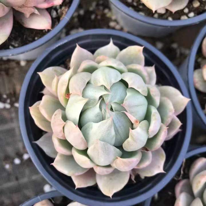 264109 Echeveria Whtie Maria Variegated (10cm pot size)