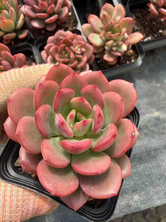 264942 Echeveria Blush Pearl (7cm pot size)