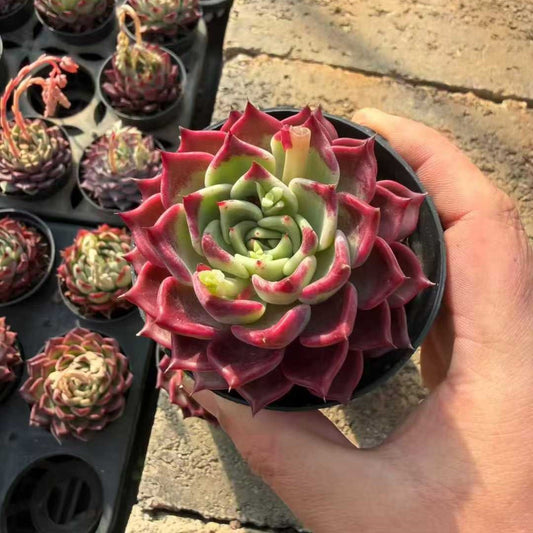 24959 Echeveria Black Night (9cm pot size)