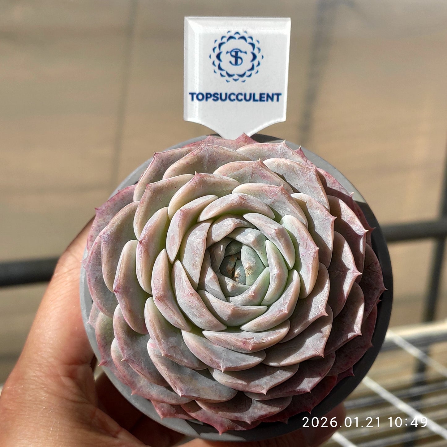 14994 Echeveria Pure Love (9cm pot size)