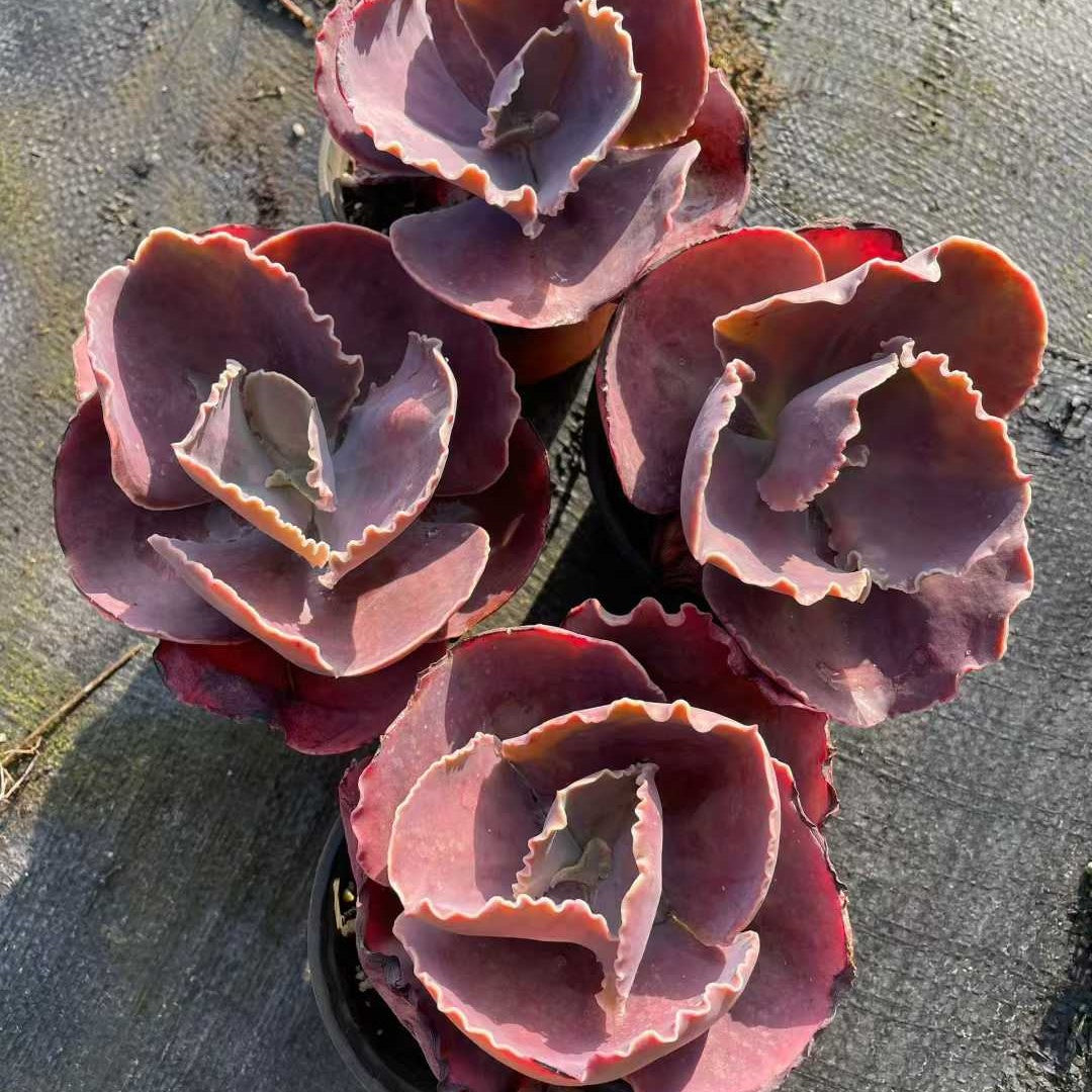26066 Echeveria France Queen (12cm pot size)