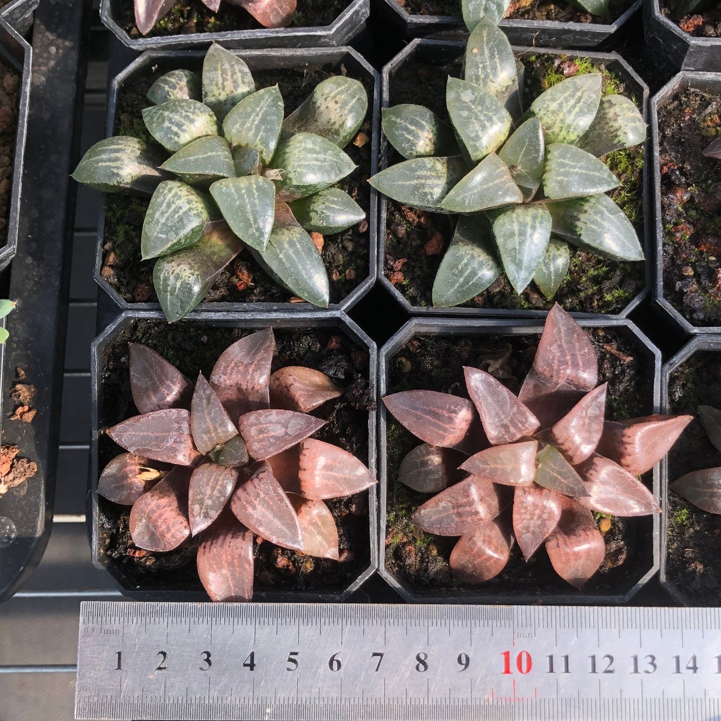 TPKM009 Haworthia Kurotakeyama(6.5cm pot size)