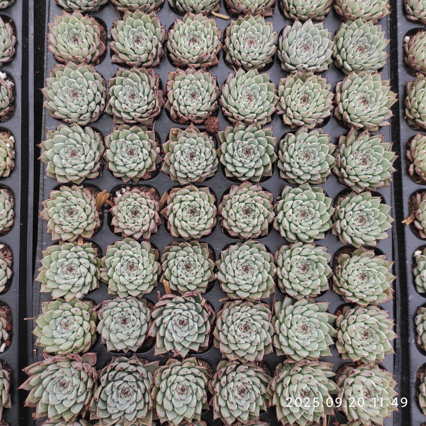 21217 Echeveria Original Zaragosa (3cm pot size)