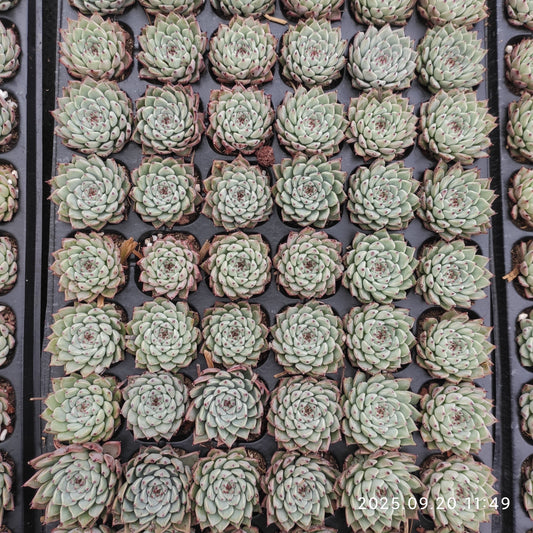 21217 Echeveria Original Zaragosa (3cm pot size)