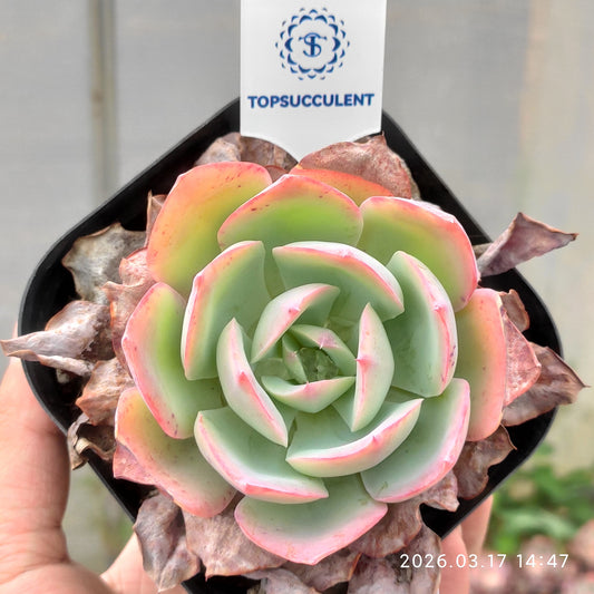 21598 Echeveria Neon Light (10cm pot size)