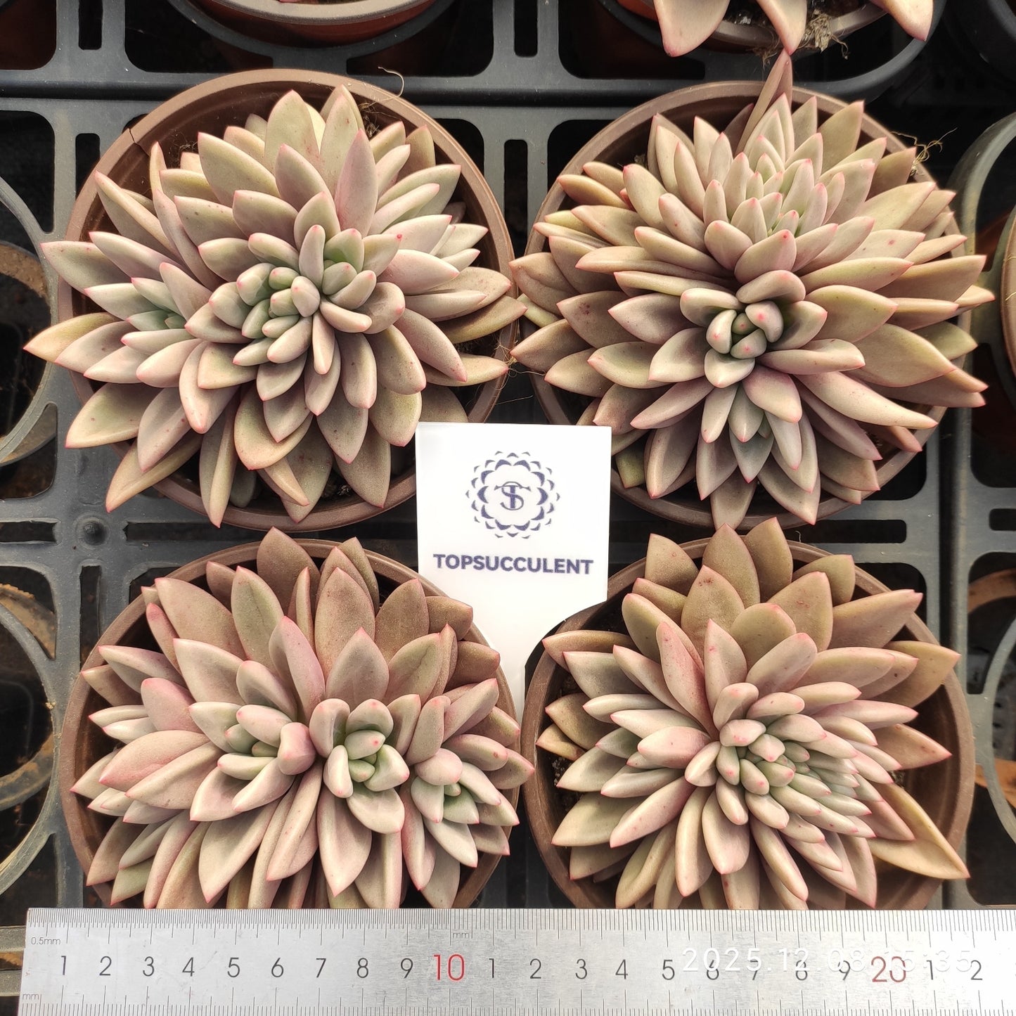 22163 Echeveria Ruby Donna Cristata (12cm pot size)